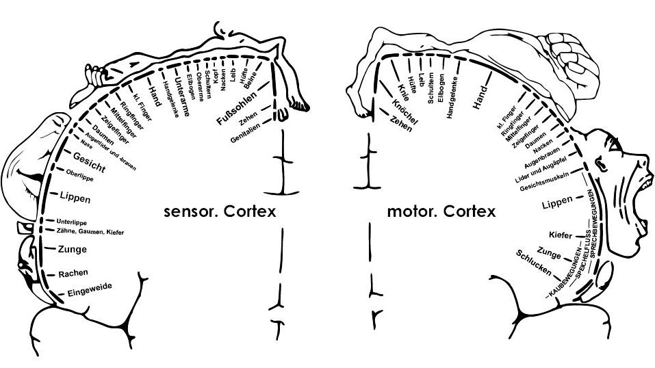 homunculus.jpg (73236 Byte)